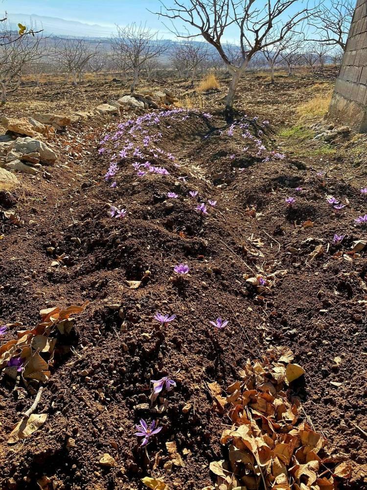 <div>Yusuf Ensarioğlu, ailesiyle yıllardır fıstık&ccedil;ılık ve &ccedil;ift&ccedil;ilik yaptıklarını ifade ederek farklı &uuml;r&uuml;n alternatifleri arayışında safran bitkisine y&ouml;neldiğini s&ouml;yledi.</div>

<div>&nbsp;</div>
