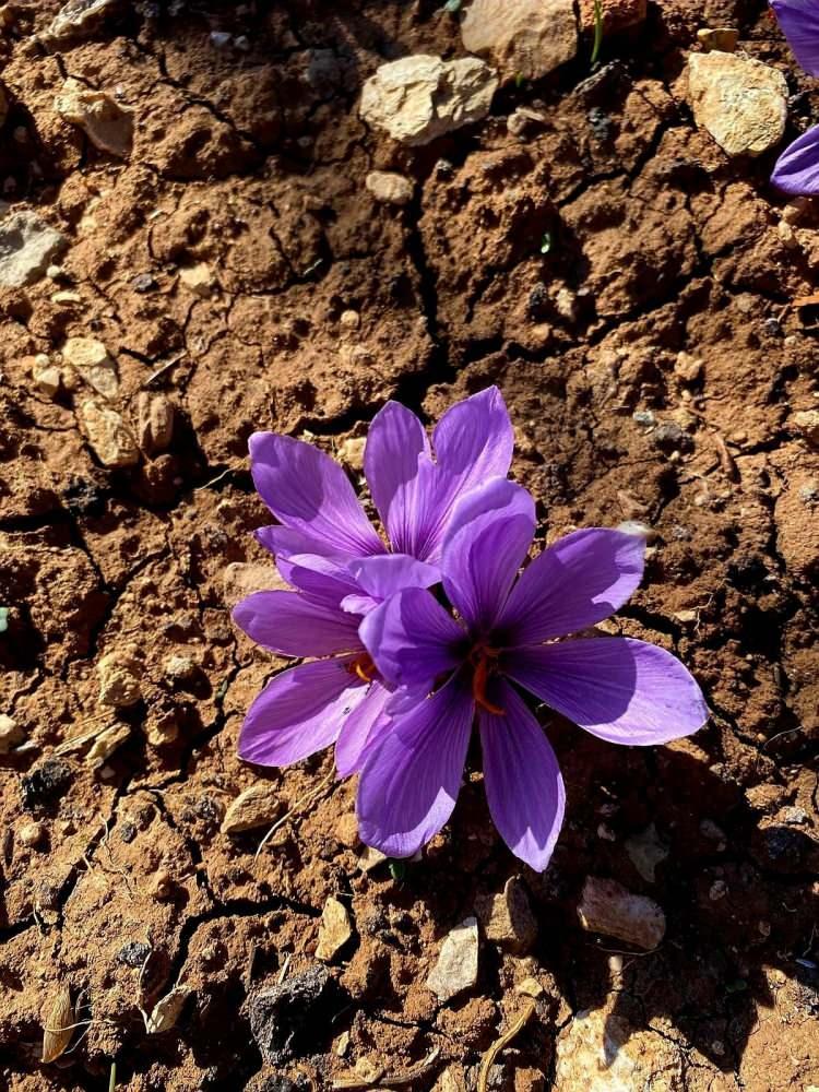 <div>Ensarioğlu, safran yumrularının y&uuml;ksek maliyeti nedeniyle proje hazırlayarak Siirt Valiliği&rsquo;nden talep ettiği desteğin sağlanmasının ardından yaklaşık 10 metrekarelik bir alanda deneme ekimi yaptıklarını belirterek, &ldquo;Başka ne &uuml;r&uuml;nler ekebiliriz diye d&uuml;ş&uuml;nd&uuml;m. Bu fak&uuml;lteye geldikten sonra araştırmalarımda safran bitkisini g&ouml;rd&uuml;m.</div>

<div>&nbsp;</div>
