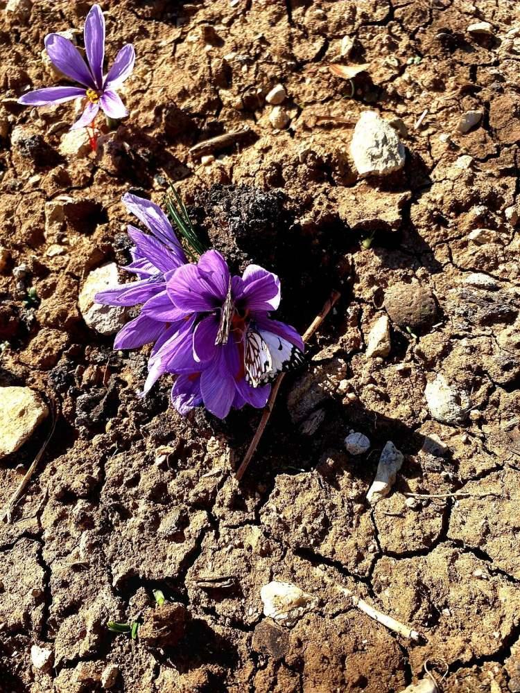 <div>Safran bitkisinin d&uuml;nyanın en pahalı baharatları arasında olduğunu &ouml;ğrendim. Bunu Siirt&rsquo;e getirip geliştirmek i&ccedil;in ne yapabilirim diye d&uuml;ş&uuml;nd&uuml;m. Yumruların &ccedil;ok pahalı olduğunu &ouml;ğrendim.&nbsp;</div>

<div>&nbsp;</div>
