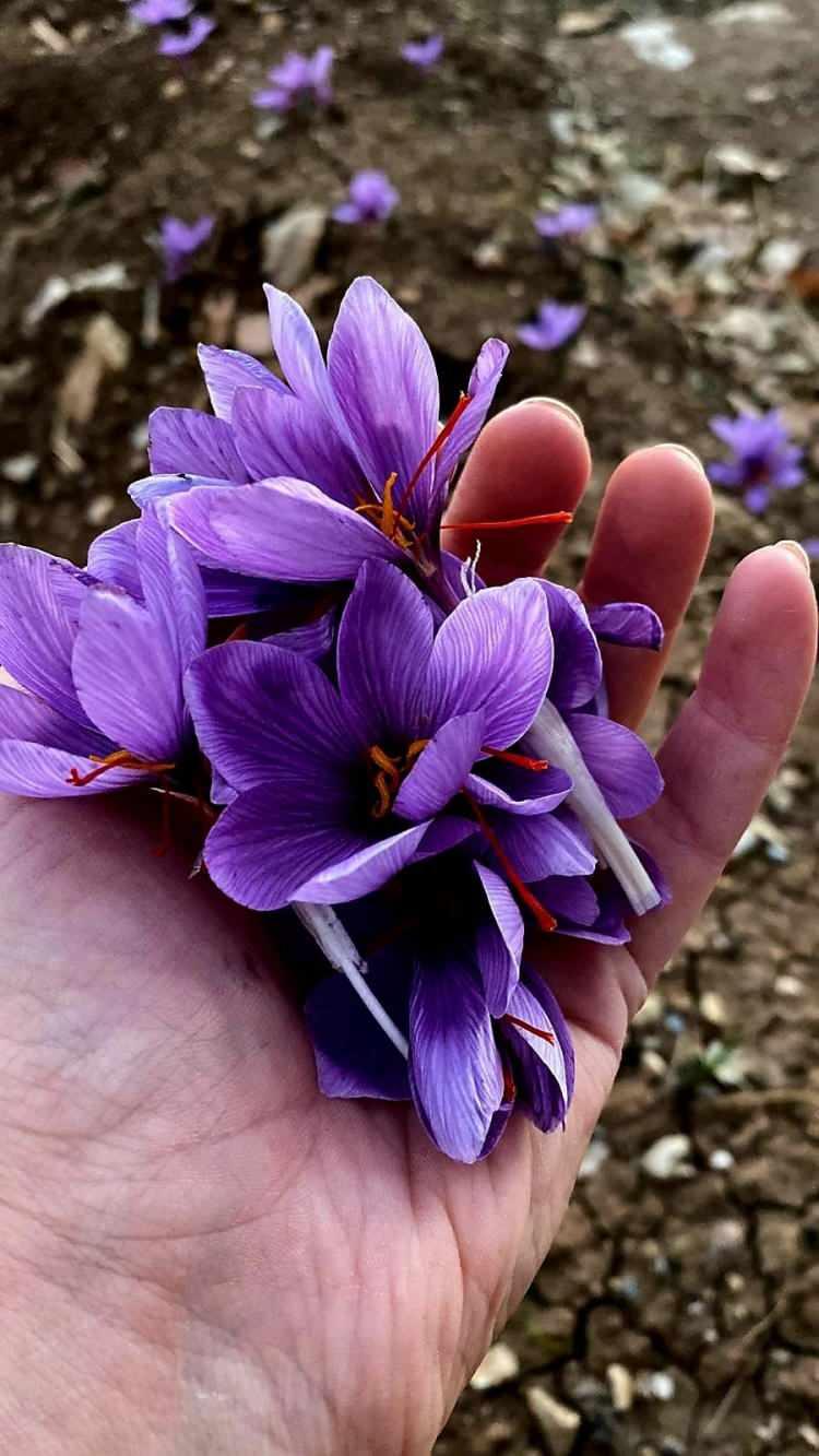<p>Bu y&uuml;zden Siirt Valiliği Proje Birimi&rsquo;nden, hazırladığım proje i&ccedil;in bana destek olmalarını rica etim. Bana destek oldular. İlk olarak yaklaşık 10 metrekarelik bir alanda denemesini yaptık. &Ccedil;i&ccedil;eklenme oldu.</p>
