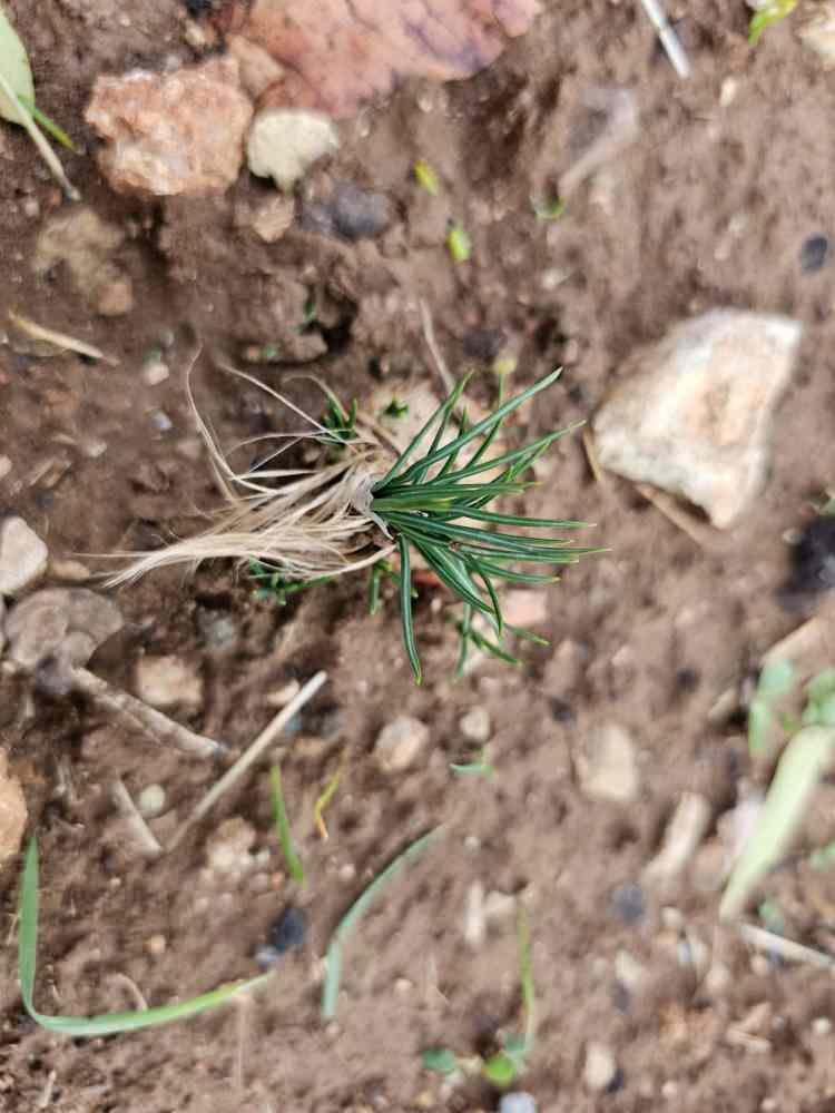 <div>İlk aşamada &ccedil;i&ccedil;ekleri, ardından sapını topladık. Şu an &ccedil;i&ccedil;eklenme aşaması bitti, Yumrulama aşamasına ge&ccedil;ti. Safran bitkisi şu an kendini &ccedil;oğaltıyor. Beklediğimizin &uuml;zerinde bir performans aldık.&nbsp;</div>

<div>&nbsp;</div>
