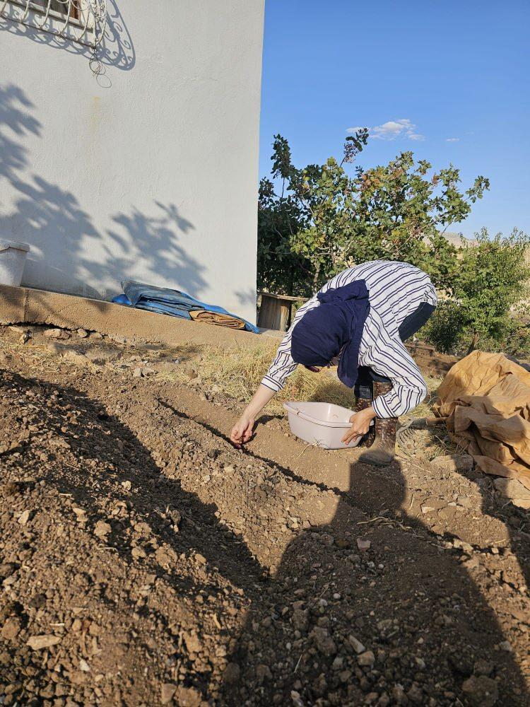 <p>Siirt&rsquo;te tarımsal &uuml;retimde &ccedil;eşitliliğin artırılması &ccedil;alışmaları kapsamında, kentte ilk kez d&uuml;nyanın en pahalı baharatı olan safran yetiştiriciliği denemesi başarıyla tamamlandı.</p>

<p>&nbsp;</p>
