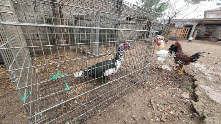 <p><span style="color:#B22222"><strong>Herkes yiyebilsin diye 2 bin liradan satıyorum"</strong></span></p>

<p>&nbsp;</p>

<p>Bu yılı &lsquo;hindi yılı&rsquo; ilan ettiklerini s&ouml;yleyen Şahan, yaklaşık 3 bin 500 hindi yetiştirdiğini belirterek, piyasada 3 bin ile 3 bin 500 lira arasında satılan hindileri vatandaşların uygun fiyata t&uuml;ketebilmesi i&ccedil;in 2 bin liradan satışa sunduklarını kaydetti.&nbsp;</p>
