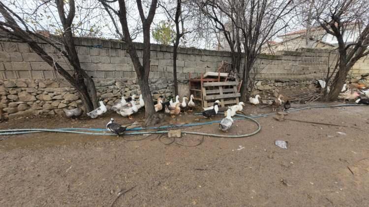 <p>Şahan, <strong><em>"Vatandaşlarımız ucuz hindi yesin istedik. Hindilerimiz 6-8 kiloya kadar &ccedil;ıkıyor. İsteyenler gelip canlı olarak g&ouml;rebilir, isterlerse temizlenmiş şekilde de alabilir"</em></strong> diye konuştu.</p>
