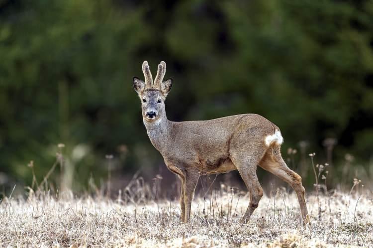 <p>Karaca avlamanın cezası <span style="color:#A52A2A"><em><strong>45 bin TL. </strong></em></span></p>
