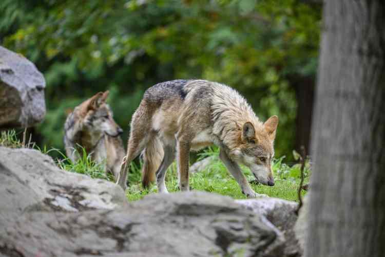 <p>Kurt avlamanın cezası <span style="color:#A52A2A"><strong><em>60 bin TL. </em></strong></span></p>
