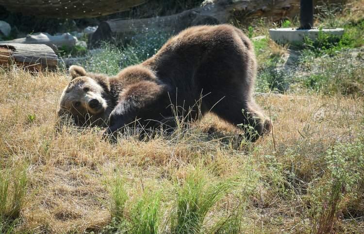 <p>Boz ayı avlamanın cezası <span style="color:#A52A2A"><strong><em>130 bin TL.</em></strong></span></p>
