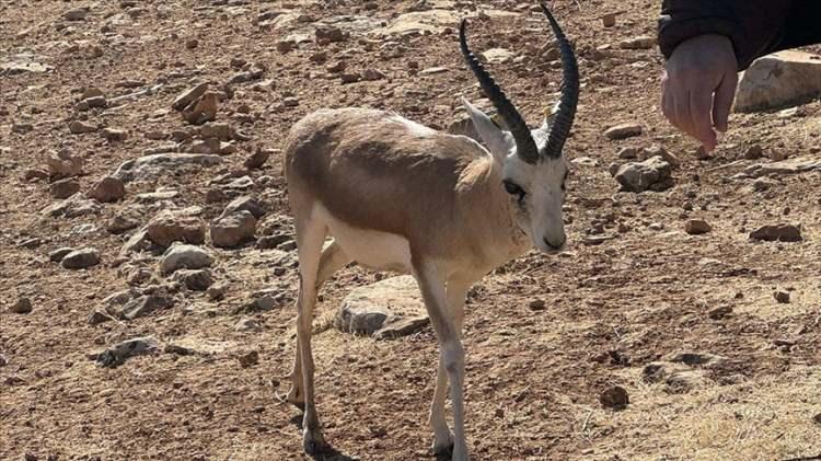 <p>Kum ceylanı (Urfa ceylanı), Hatay dağceylanı avlamanın cezas <span style="color:rgb(165, 42, 42)"><strong><em>220 bin TL.</em></strong></span></p>
