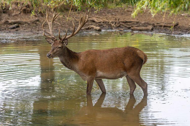 <p>Kızıl geyik avlamanın cezas<strong><em>ı</em></strong><span style="color:#A52A2A"><strong><em> 580&nbsp;bin TL.</em></strong></span></p>
