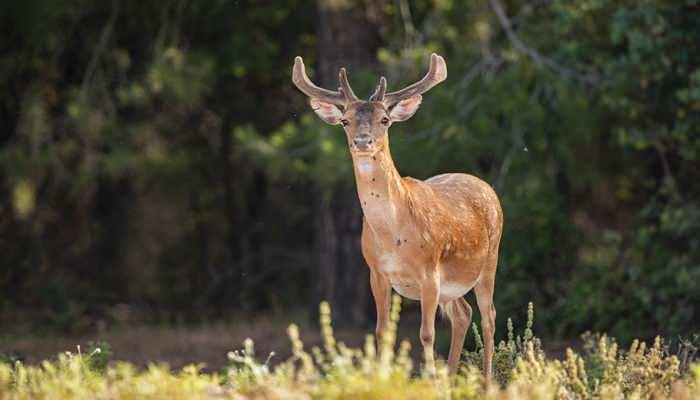 <p>Alageyik avlamanın cezas<strong><em>ı</em></strong><span style="color:rgb(165, 42, 42)"><strong><em>&nbsp;720&nbsp;bin TL.</em></strong></span></p>
