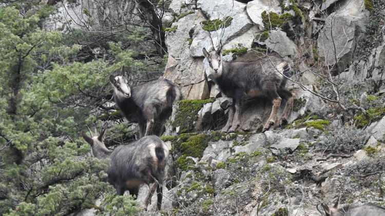 <p>Yaban ke&ccedil;isi, &ccedil;engelboynuzlu dağke&ccedil;is avlamanın cezas<strong><em>ı</em></strong><span style="color:rgb(165, 42, 42)"><strong><em>&nbsp;940 bin TL.</em></strong></span></p>
