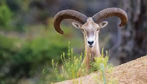 <p><span style="color:#A52A2A"><strong>8 MİLYON 700 BİN TL</strong></span></p>

<p>&nbsp;</p>

<p>Doğu yaban koyunu, Anadolu yaban koyunu&nbsp;avlamanın cezas<strong><em>ı</em></strong><span style="color:rgb(165, 42, 42)"><strong><em>&nbsp;8 milyon 700 bin TL.&nbsp;</em></strong></span></p>
