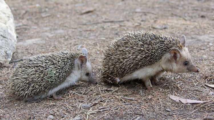 <p>Alacasansar, oklu kirp&nbsp;avlamanın cezas<strong><em>ı <span style="color:#A52A2A">36 &nbsp;bin</span></em></strong><span style="color:rgb(165, 42, 42)"><strong><em> TL.</em></strong></span></p>
