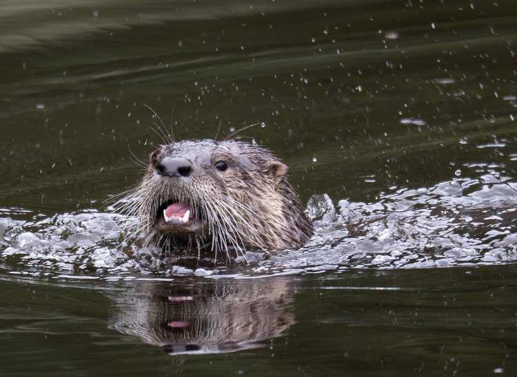 <p>Su samuru avlamanın cezas<strong><em>ı&nbsp;<span style="color:rgb(165, 42, 42)">100&nbsp; bin</span></em></strong><span style="color:rgb(165, 42, 42)"><strong><em>&nbsp;TL.</em></strong></span></p>
