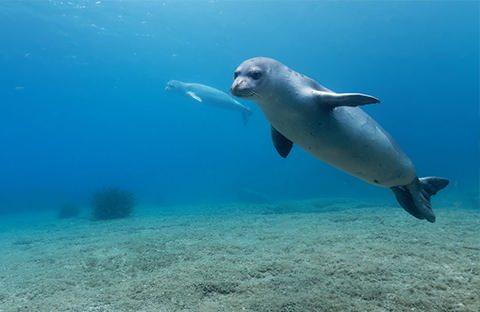 <p>Akdeniz foku avlamanın cezas<strong><em>ı&nbsp;<span style="color:rgb(165, 42, 42)">120&nbsp; bin</span></em></strong><span style="color:rgb(165, 42, 42)"><strong><em>&nbsp;TL.</em></strong></span></p>
