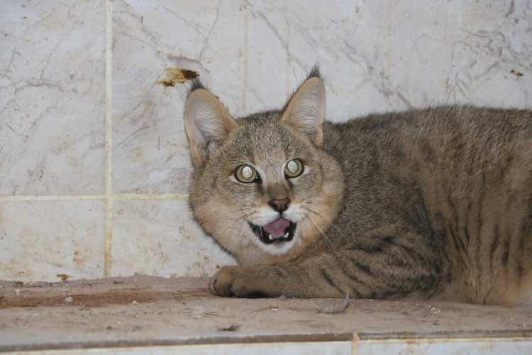 <p>Yaban kedisi, saz kedisi avlamanın cezas<strong><em>ı&nbsp;<span style="color:rgb(165, 42, 42)">290&nbsp; bin</span></em></strong><span style="color:rgb(165, 42, 42)"><strong><em>&nbsp;TL.</em></strong></span></p>
