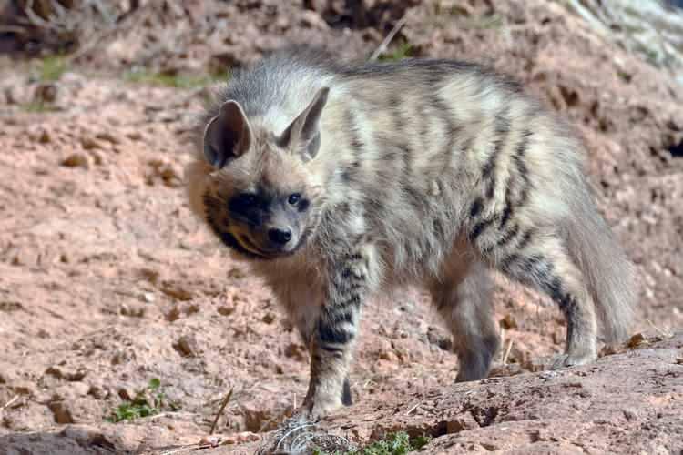 <p><span style="color:#A52A2A"><strong>3 MİLYON 600 BİN TL&nbsp;</strong></span></p>

<p>&nbsp;</p>

<p>&Ccedil;izgili sırtlan avlamanın cezas<strong><em>ı<span style="color:rgb(165, 42, 42)">&nbsp;3 milyon 600 bin</span></em></strong><span style="color:rgb(165, 42, 42)"><strong><em>&nbsp;TL.</em></strong></span></p>
