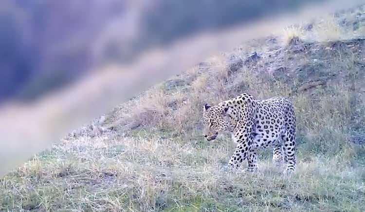 <p><span style="color:#A52A2A"><strong>&Ouml;LD&Uuml;RMENİN CEZASI 45 MİLYON TL</strong></span></p>

<p>&nbsp;</p>

<p>Anadolu parsı avlamanın cezas<strong><em>ı<span style="color:rgb(165, 42, 42)">&nbsp; 45 milyon bin</span></em></strong><span style="color:rgb(165, 42, 42)"><strong><em>&nbsp;TL.</em></strong></span></p>
