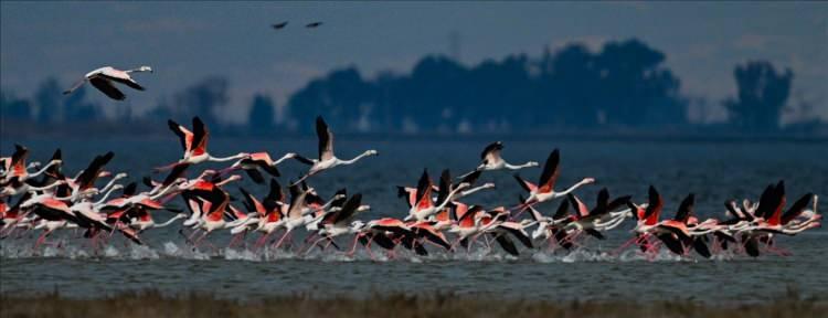 <p>G&ouml;ksu Deltası & Akyatan Lag&uuml;n&uuml; &ndash; <span style="color:#B22222"><strong>Mersin/Adana</strong></span></p>

<p>&nbsp;</p>
