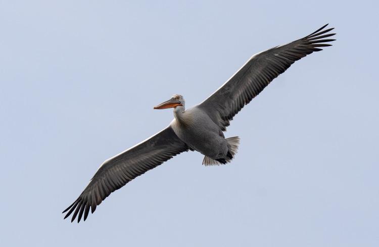 <p><span style="color:#B22222"><strong>UNESCO ADAYI VE RAMSAR ALANI</strong></span></p>

<p>Ramsar Alanı, Yaban Hayatı Koruma Sahası ve Doğal Sit Alanları Koruma stat&uuml;lerini taşıyan ve UNESCO D&uuml;nya Doğa Mirası ilan edilmesi i&ccedil;in başvuru yapılan delta, yaklaşık 300 kuş t&uuml;r&uuml;ne ev sahipliği yapmaya devam ediyor.</p>

<p>&nbsp;</p>

<p>&nbsp;</p>

<p>&nbsp;</p>
