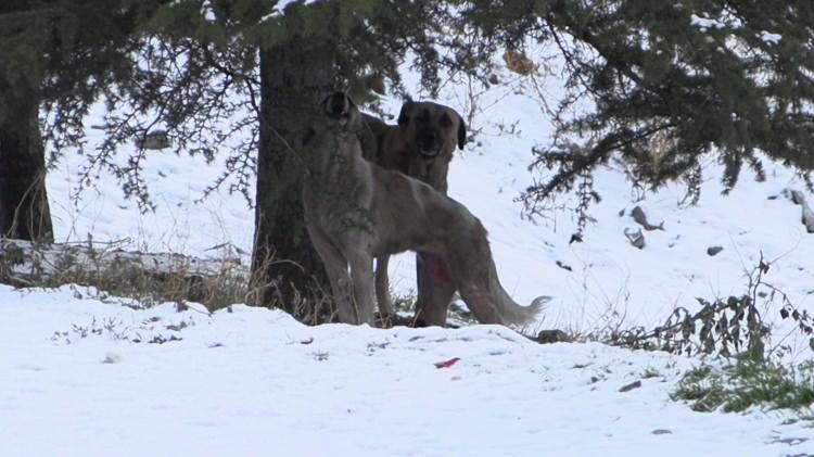 <p><span style="color:#A52A2A"><strong>12 BAŞIBOŞ K&Ouml;PEK TARAFINDAN SALDIRIYA UĞRADI&nbsp;</strong></span></p>

<p>&nbsp;</p>

<p>Davut E., okul &ccedil;ıkışı eve d&ouml;nerken sokak k&ouml;peklerinin saldırısına uğradı.</p>
