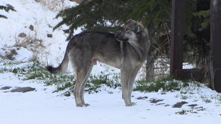 <p><span style="color:#A52A2A"><strong>"&Ccedil;OCUĞU PARAMPAR&Ccedil;A ETTİLER"</strong></span></p>

<p>&nbsp;</p>

<p>Davut E.&rsquo;nin ağabeyi Abdu E. (17), <strong>"Tek başına okul d&ouml;n&uuml;ş&uuml;nde 10-12 sokak k&ouml;peği tarafından saldırıya uğradı. <span style="color:#A52A2A"><em>&Ccedil;ocuğu parampar&ccedil;a ettiler. Bir komşumuz olayı g&ouml;r&uuml;p kardeşimi kurtarmış.</em></span> Durumu ilk g&uuml;n ağırdı, hayati tehlikeyi atlattı. 'Ameliyat olması gerekiyor' denildi. Oturduğumuz semtte &ccedil;ok fazla başıboş sokak k&ouml;peği bulunuyor. Şikayette bulunduk. Yarısı toplandı yarısı ise burada kaldı. Ge&ccedil;tiğimiz g&uuml;nlerde bir &ccedil;ocuğa daha saldırdılar. Giden gelene saldırıyorlar." </strong>dedi.</p>

<p>&nbsp;</p>

<p><span style="color:#A52A2A"><em><strong>KAYNAK: DHA</strong></em></span></p>
