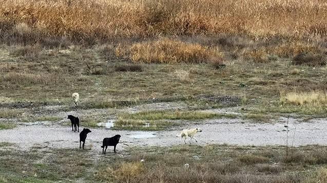 <p><span style="color:#A52A2A"><strong>OKULA GİDERKEN SALDIRIYA UĞRADI&nbsp;</strong></span></p>

<p>&nbsp;</p>

<p>Olay, 7 Aralık 2023'te Ke&ccedil;i&ouml;ren il&ccedil;esine bağlı Kafkaslar Mahallesi'nde meydana geldi.</p>

<p>&nbsp;</p>

<p>Olay tarihinde 10 yaşında olan Tunahan Yılmaz, okula giderken sokak k&ouml;peklerinin saldırısına uğrayıp, ağır yaralandı.</p>
