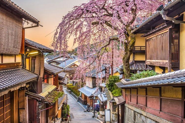 <p><span style="color:#B22222"><strong>JAPONYA -</strong></span> Falcı</p>
