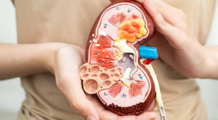 <p><strong>V&uuml;cudumuzun i&ccedil; dengesini koruyan ve kanımızı her t&uuml;rl&uuml; zararlı atıktan arındıran b&ouml;breklerimiz, tansiyondan kemik sağlığına kadar pek &ccedil;ok alanda aktif bir rol oynuyor. B&ouml;breklerimizin korumak ve sağlıklı bir yaşam s&uuml;rd&uuml;rmek i&ccedil;in bir&ccedil;ok fakt&ouml;r&uuml; g&ouml;z &ouml;n&uuml;nde bulundurmamız gerekiyor.&nbsp;</strong></p>
