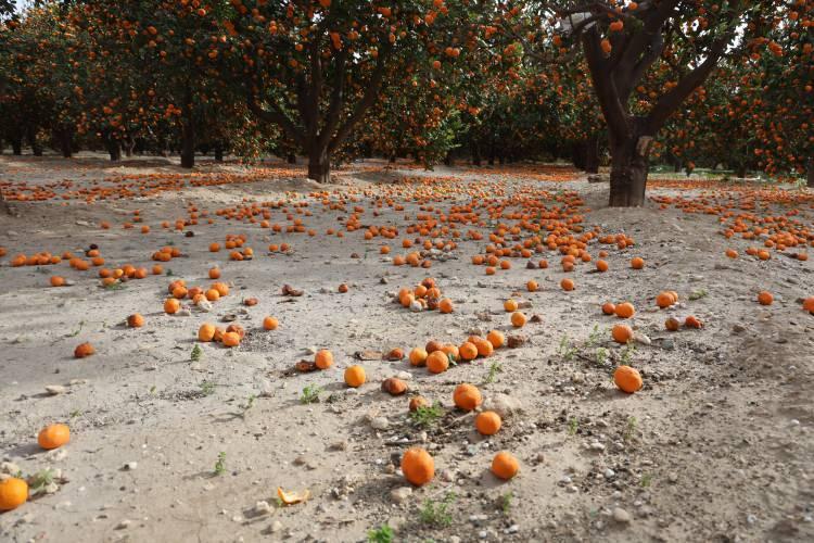 Rekolte bu sene bereketli geldi, &ccedil;ift&ccedil;i vatandaşa bedava vermeye razı