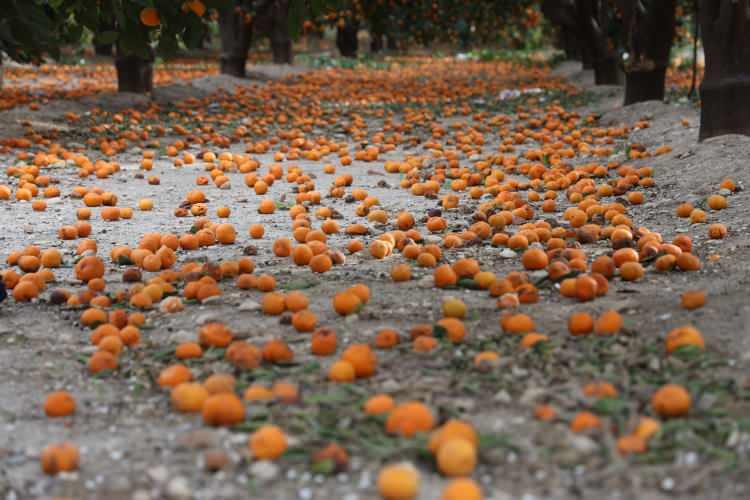 Rekolte bu sene bereketli geldi, &ccedil;ift&ccedil;i vatandaşa bedava vermeye razı