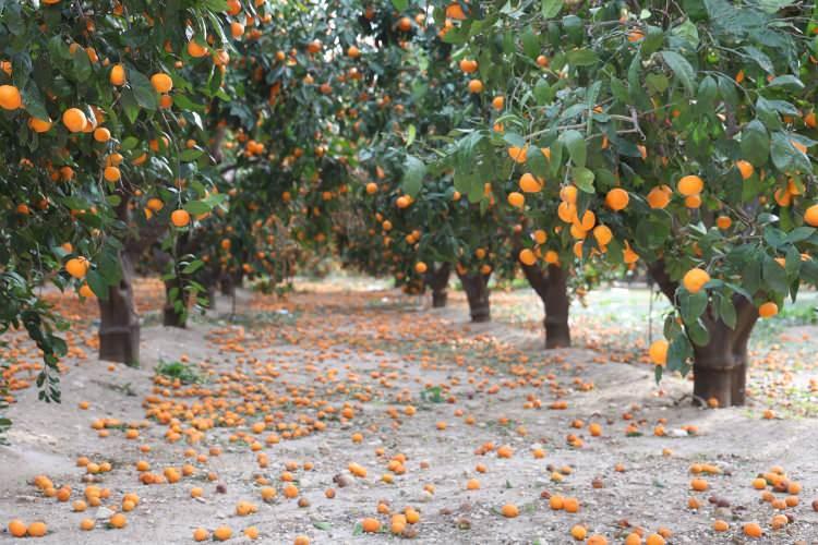 Rekolte bu sene bereketli geldi, &ccedil;ift&ccedil;i vatandaşa bedava vermeye razı