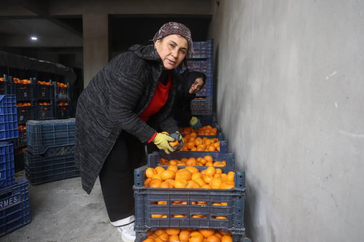 Rekolte bu sene bereketli geldi, &ccedil;ift&ccedil;i vatandaşa bedava vermeye razı