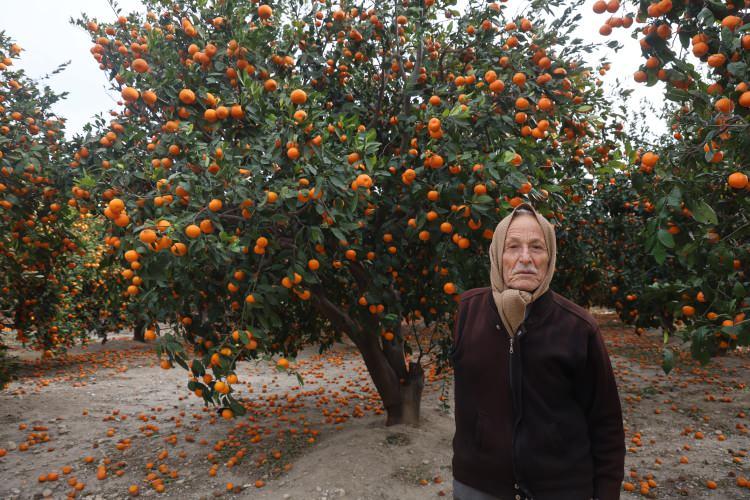 Rekolte bu sene bereketli geldi, &ccedil;ift&ccedil;i vatandaşa bedava vermeye razı