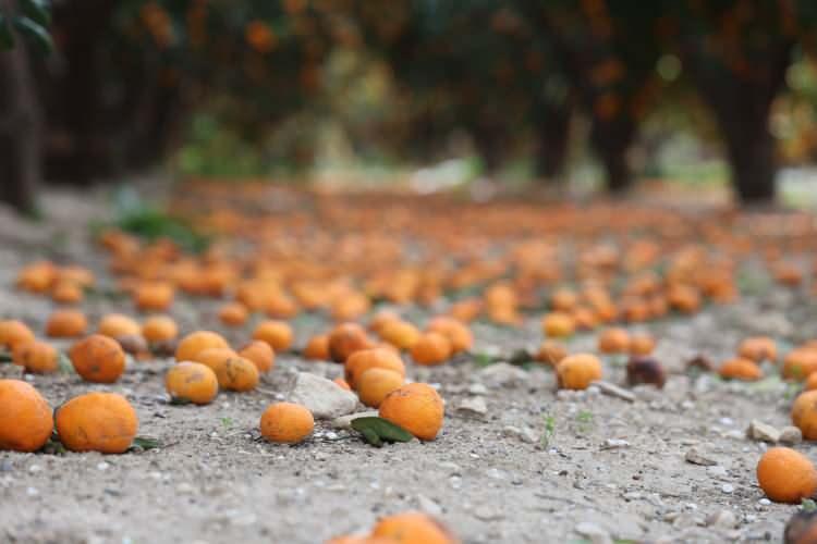 Rekolte bu sene bereketli geldi, &ccedil;ift&ccedil;i vatandaşa bedava vermeye razı