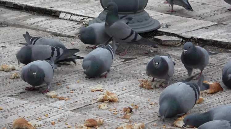 20 yıldır g&uuml;vercinleri besleyen Cahit dedeye, Vali Bakan'dan ziyaret 