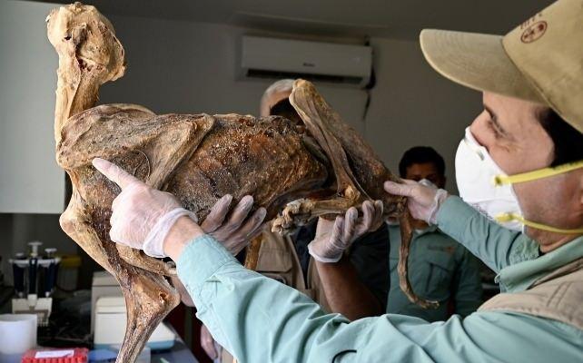 <p>Arar şehri yakınlarındaki bir b&ouml;lgede y&uuml;r&uuml;t&uuml;len kazılarda, 7 &ccedil;ita mumyasının yanı sıra 54 başka &ccedil;itaya ait kemikler de g&uuml;n y&uuml;z&uuml;ne &ccedil;ıkarıldı.</p>
