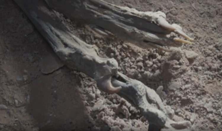 <p>Araştırmacılar, bu kadar &ccedil;ok sayıda &ccedil;itanın neden aynı mağarada bulunduğunu da inceliyor. Mağaraların, annelerin yavrularını doğurup b&uuml;y&uuml;tt&uuml;ğ&uuml; bir in alanı olarak kullanılmış olma ihtimali &uuml;zerinde duruluyor.</p>
