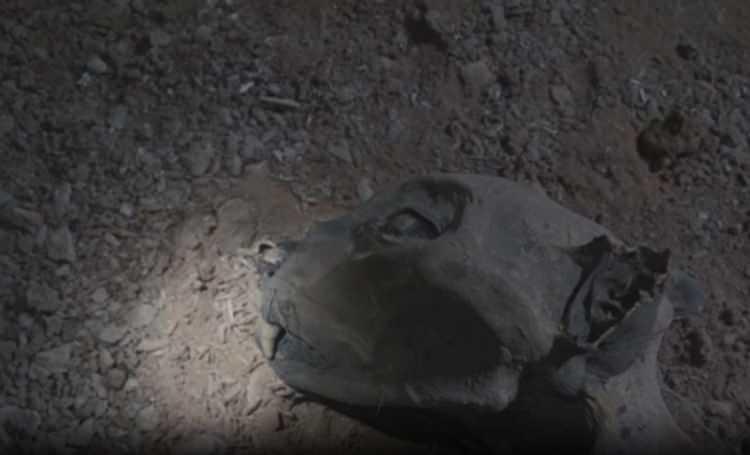 <p>B&uuml;y&uuml;k memelilerin bu denli korunmuş halde bulunması, hem uygun &ccedil;evre koşulları hem de kalıntıların akbaba veya sırtlan gibi leş&ccedil;illerden uzak kalması gerektiği i&ccedil;in olduk&ccedil;a nadir bir durum olarak kabul ediliyor.</p>

<p>&nbsp;</p>
