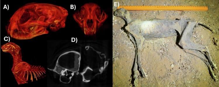 <p><span style="color:#B22222"><strong>GENETİK BAĞLAR VE GELECEK PLANLARI</strong></span></p>

<p><br />
Suudi Arabistan Ulusal Yaban Hayatı Merkezinden araştırmacı Ahmed Boug, bu b&ouml;lgede bu kadar bozulmamış kanıtlara ulaşılmasının "tamamen emsalsiz" olduğunu belirtti.</p>
