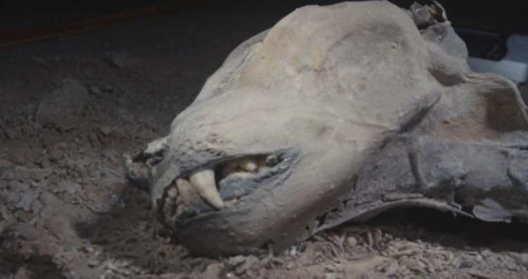 <p>Bir zamanlar Afrika'nın b&uuml;y&uuml;k b&ouml;l&uuml;m&uuml;nde ve Asya'da yaygın olan &ccedil;italar, g&uuml;n&uuml;m&uuml;zde eski yaşam alanlarının sadece y&uuml;zde 9'unda hayatta kalabiliyor. Arap Yarımadası'nda ise on yıllardır canlı bir &ccedil;ita g&ouml;r&uuml;lmedi.</p>
