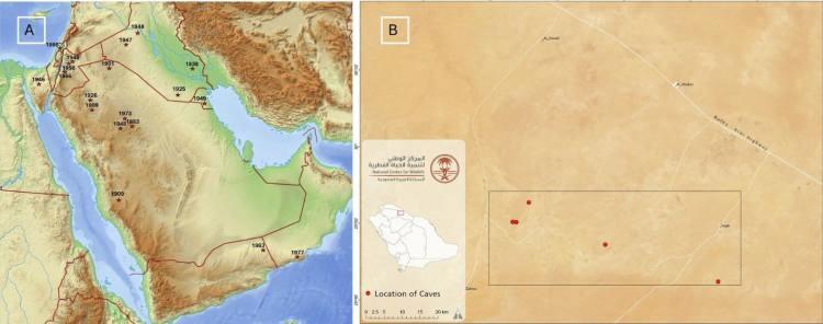 <p>Bilim insanları, doğal yollarla mumyalanmış b&uuml;y&uuml;k kediler &uuml;zerinde bir ilki ger&ccedil;ekleştirerek genetik analizler de yaptı.</p>
