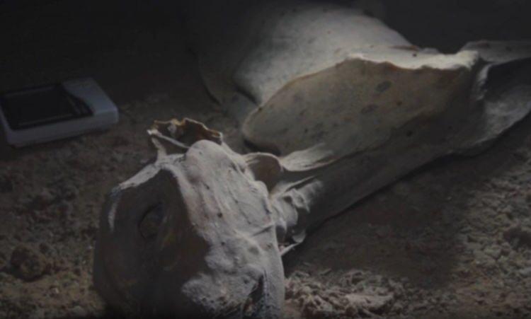 <p>Elde edilen veriler, bu kalıntıların g&uuml;n&uuml;m&uuml;zdeki Asya ve Kuzeybatı Afrika &ccedil;italarıyla b&uuml;y&uuml;k benzerlik taşıdığını g&ouml;sterdi. Bu genetik bilgiler, &ccedil;itaların artık yaşamadıkları b&ouml;lgelere yeniden kazandırılmasına y&ouml;nelik gelecekteki &ccedil;alışmalara rehberlik edebilir.</p>

<p>&nbsp;</p>
