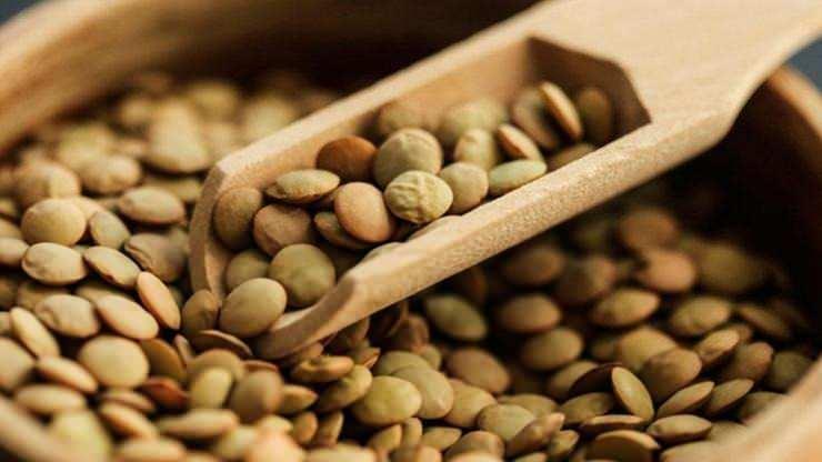 <p><span style="color:#FF0000"><strong>KALP VE DAMAR SAĞLIĞINI KORUR</strong></span></p>

<p><strong>Modern sofraların l&uuml;ks arayışına inat, sadeliğiyle şifa dağıtan yeşil mercimek, kalp ve damar sağlığını korumada da &ouml;nemli bir rol &uuml;stlenir. Potasyum, magnezyum ve folat a&ccedil;ısından zengin olan bu bakliyat, kan akışını rahatlatarak damarın gevşemesine yardımcı olur. Ayrıca kandaki k&ouml;t&uuml; kolesterol seviyelerini azaltmayı sağlar.</strong></p>
