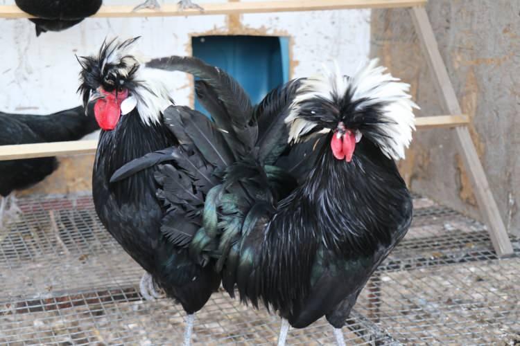 <p>&nbsp;</p>

<p>Civcivlerin bakımının hassasiyet gerektirmesi nedeniyle, <strong>&uuml;retimin bir kısmını &ccedil;alıştığı mermer at&ouml;lyesinde ger&ccedil;ekleştiriyor.</strong> Hayvanlarına olan sevgisi ve sorumluluk bilinciyle hareket eden Birsin, evi ile iş yeri arasındaki 20 kilometrelik mesafeyi engel olarak g&ouml;rm&uuml;yor.</p>
