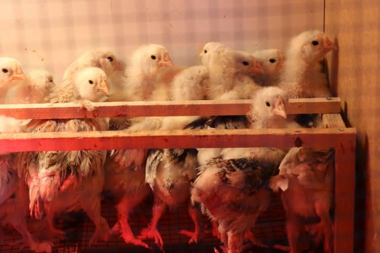 <p>Mesai saatleri dışında evinde olsa bile, civcivlerle veya tavuklarla ilgili ters giden bir durum olduğunda, hi&ccedil; d&uuml;ş&uuml;nmeden 20 kilometre yol kat edip soluğu iş yerinde, kanatlı dostlarının yanında alıyor. Birsin&rsquo;in k&uuml;mesinde, yumurta verimi ve g&ouml;rsel ş&ouml;len sunan t&uuml;yleriyle bilinen birbirinden &ouml;zel ırklar bulunuyor.</p>
