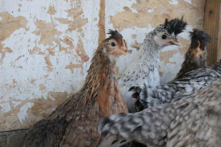 <p>Birsin&rsquo;in k&uuml;mesinde Fransız k&ouml;kenli <em><strong>Faverolles</strong></em>, mavi tonlarında yumurtlamasıyla &uuml;nl&uuml; <em><strong>Blue/Black Ameraucana</strong></em>, yumurta rekortmeni olarak bilinen <em><strong>Australorp</strong></em>, İsvi&ccedil;re k&ouml;kenli nadir t&uuml;rlerden <em><strong>Silver Appenzeller</strong></em>, renkli yumurtalarıyla dikkat &ccedil;eken <em><strong>Cream Legbar</strong></em>, dayanıklıkları ile bilinen <em><strong>Rhode Island Red</strong></em> ve tavuk d&uuml;nyasının s&uuml;s bitkisi olarak bilinen <em><strong>Rahibe Fizan</strong></em> yer alıyor.</p>
