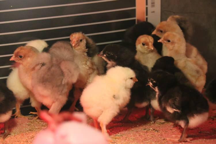 <p>Sosyal medyada g&ouml;rd&uuml;ğ&uuml; farklı ırkların dikkatini &ccedil;ekmesi &uuml;zerine bu ırkları yetiştirmeye karar verdiğini a&ccedil;ıklayan Servet Birsin, <strong>"Tavuk yetiştiriciliği bende hobi olarak başladı. &Ouml;nceden yerli ırklarla &ccedil;alışmalar yapıyordum. Sonrasında sosyal medyada değişik tavuk ırklarını g&ouml;rd&uuml;m ve onlara merak saldım. Gurbetteki komşularımdan ve akrabalarımdan kulu&ccedil;kalık yumurta getirmelerini istedim. Onlarda bana kırmadı yurt dışındaki ırklardan bana yumurta getirdiler. Bende bu yumurtaları kulu&ccedil;ka makinasında &ccedil;ıkartım ve yetiştiriciliğine başladım."</strong> dedi.</p>
