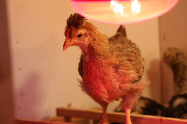 <p>Yetiştirdiği tavuklar &uuml;zerinde &ccedil;aprazlama gen &ccedil;alışmaları da ger&ccedil;ekleştirdiğini dile getiren Birsin, <strong>"&Uuml;lkemize yeni ırklar kazandırmak bu t&uuml;rler &uuml;zerinde &ccedil;aprazlama gen &ccedil;alışmaları yapıyorum. Renk, yapı, yumurtalık, etlik gibi t&uuml;rlerde gen &ccedil;aprazlaması yaparak yeni t&uuml;rler &ccedil;ıkartmaya &ccedil;alışıyorum. Elimden geldiğince &uuml;lkemiz i&ccedil;in bir şeyler yapmaya &ccedil;alışıyorum. Hedefim &uuml;retmek. Avrupalı vatandaşların yaptığı gibi farklı farklı ırkları &ccedil;aprazlayıp &uuml;lkelerine daha kaliteli, daha yumurtacı, daha et&ccedil;i bir t&uuml;r &ccedil;ıkarmak verimliliği artırmayı hedefliyor."</strong> diye konuştu.</p>
