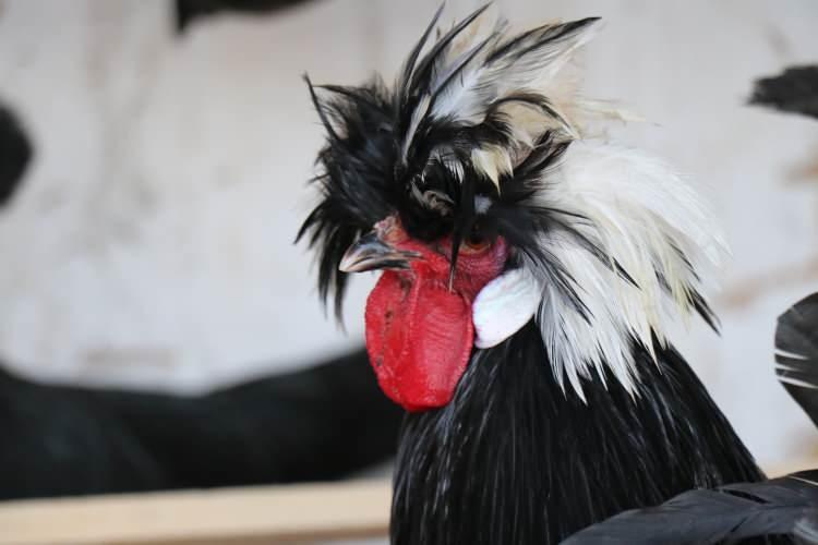 <p><strong>"Benim en &ccedil;ok yetiştirdiğim ırk Faverolles. Yetiştirmekten en keyif aldığım ve en &ccedil;ok ilgilendiğim ırk bu. Blue Black Ameraucana, Australorp, Silver Apanzel, Cream Legbar, Rhode Island Red ve Rahibe Fizan ırklarından da tavuklarım ve horozlarım var elimde. İlerleyen zamanlarda belki yeni ırklar eklerim &ccedil;ıkartım belli olmaz. Zaman neyi g&ouml;sterecek bilemiyorum."</strong></p>
